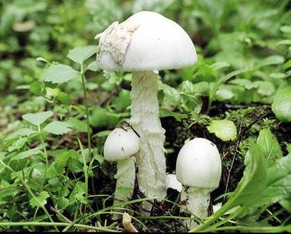     - Amanita virosa